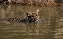 Bengal Tiger (Panthera tigris tigris)