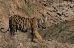 Bengal Tiger (Panthera tigris tigris)
