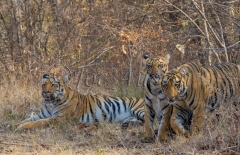 Bengal Tiger (Panthera tigris tigris)