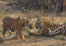 Bengal Tiger (Panthera tigris tigris)