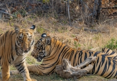 Bengal Tiger (Panthera tigris tigris)