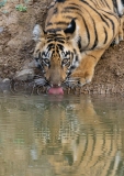 Bengal Tiger (Panthera tigris tigris)