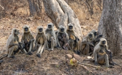 Northern Plains Gray Langur (Semnopithecus entellus dufresne)