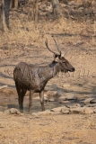 Sambar (Rusa unicolor)
