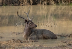 Sambar (Rusa unicolor)