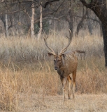 Sambar (Rusa unicolor)