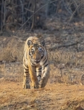 Bengal Tiger (Panthera tigris tigris)