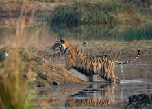 Bengal Tiger (Panthera tigris tigris)
