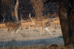 Spotted Deer (Axis axis)