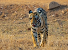 Bengal Tiger (Panthera tigris tigris)