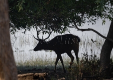Sambar (Rusa unicolor)