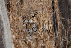 Bengal Tiger (Panthera tigris tigris)