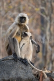 Northern Plains Gray Langur (Semnopithecus entellus dufresne)