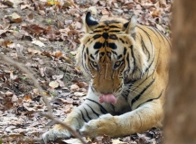 Bengal Tiger (Panthera tigris tigris)