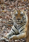 Bengal Tiger (Panthera tigris tigris)