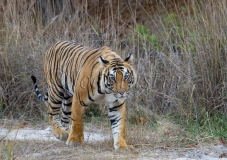 Bengal Tiger (Panthera tigris tigris)