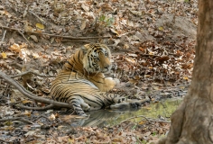 Bengal Tiger (Panthera tigris tigris)