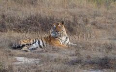 Bengal Tiger (Panthera tigris tigris)