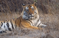 Bengal Tiger (Panthera tigris tigris)