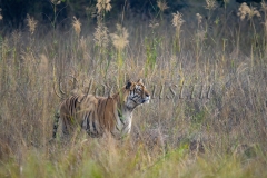 Bengal Tiger (Panthera tigris tigris)