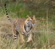 Bengal Tiger (Panthera tigris tigris)