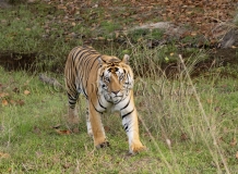 Bengal Tiger (Panthera tigris tigris)