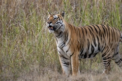 Bengal Tiger (Panthera tigris tigris)