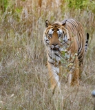 Bengal Tiger (Panthera tigris tigris)
