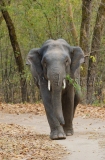 Asian Elephant (Elephas maximus)