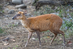 Indian Muntjac (Muntiacus muntjak) aka barking deer