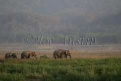 Asian Elephant (Elephas maximus)