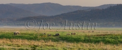 Asian Elephant (Elephas maximus)