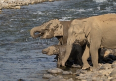 Asian Elephant (Elephas maximus)