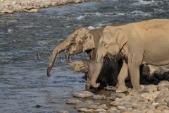 Asian Elephant (Elephas maximus)