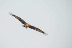 Black Kite (Milvus migrans) in flight