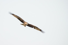 Black Kite (Milvus migrans) in flight