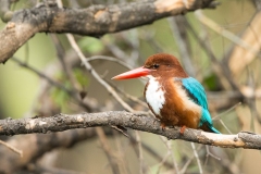 White-throated Kingfisher (Halcyon smyrnensis))