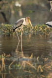 Painted Stork (Mycteria leucpcephala) juvenile wading