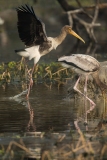 Painted Stork (Mycteria leucpcephala) juvenile wading