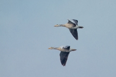 Bar-Headed Goose (Anser indicus) in flight