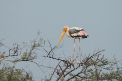 Painted Stork (Mycteria leucpcephala)