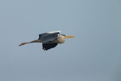 Grey Heron (Ardea cinerea)