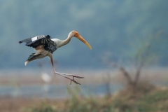 Painted Stork (Mycteria leucpcephala) in flight preparing to land