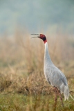 Sarus Crane (Grus antigone) calling