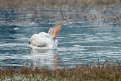 Dalmatian Pelican (Pelecanus crispus)