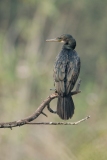 Indian Cormorant (Phalacrocorax fuscicollis)