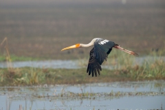 Painted Stork (Mycteria leucpcephala) in flight