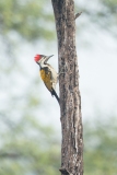 Black-Rumped Flameback (Dinopium benghalense) on the side of a tree