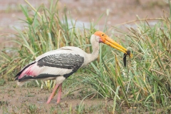 Painted Stork (Mycteria leucpcephala) adult with captured fish