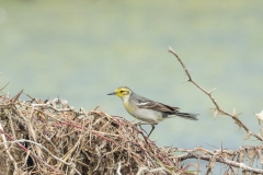 Yellow Wagtail (Motacilla flava)